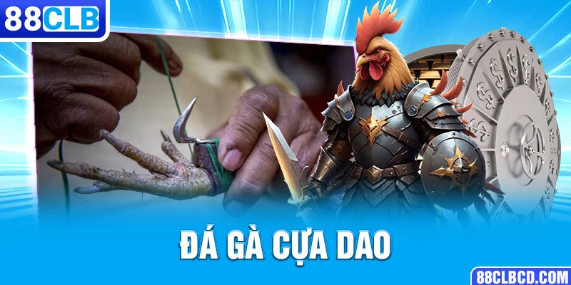 Đá gà cựa dao